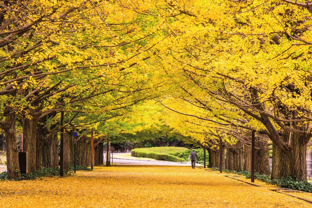 Piante caducifoglie: quali sono e come usarle in giardino