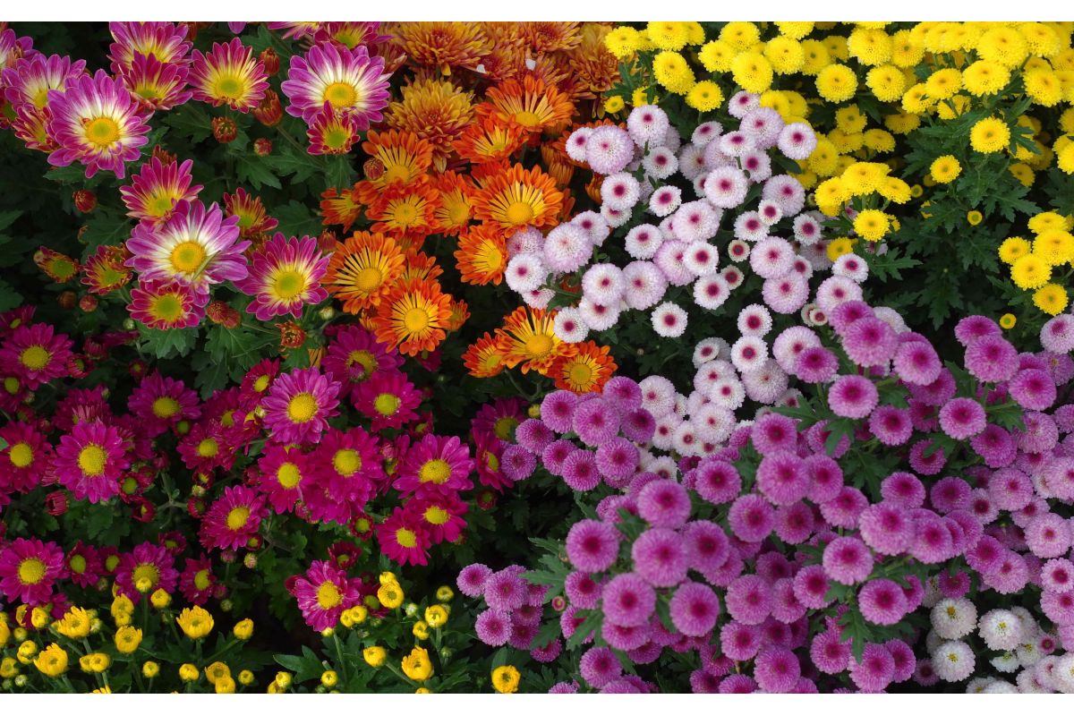 Giardini sensoriali: sensazioni, emozioni e ricordi