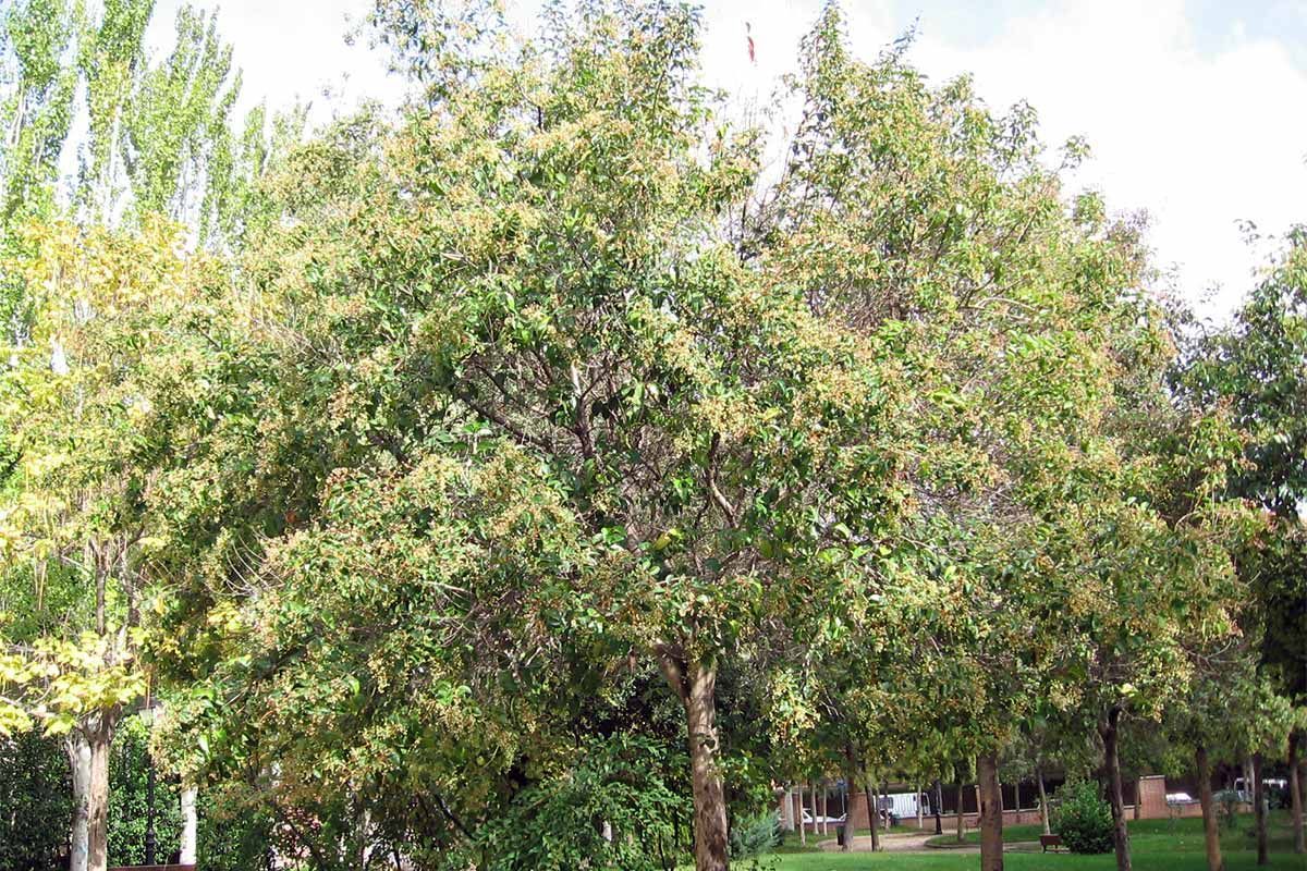 Alla scoperta del Ligustrum Japonicum, il ligustro del Giappone