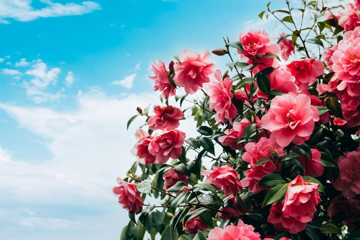 Piante a fioritura invernale: quali scegliere per abbellire il giardino