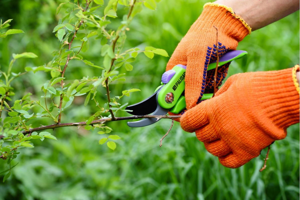 Lavori in Giardino e Balcone per la Fioritura Autunnale