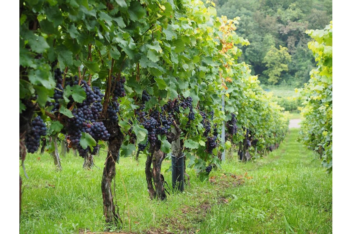 Viti da tavola bianca, nera, rosè, apirene. Caratteristiche e proprietà