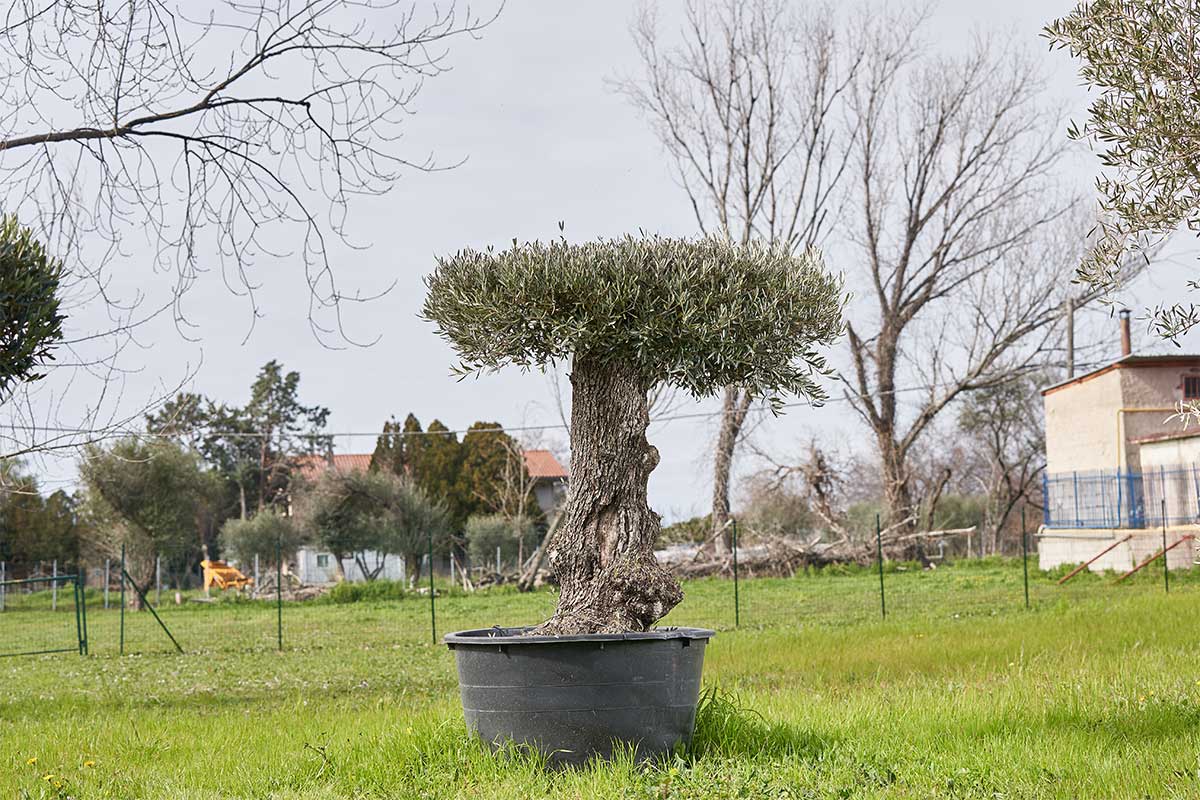 olivo ornamentale da giardino