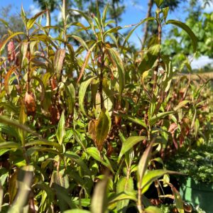 Coriandolo vietnamita - Persicaria odorata