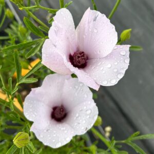 Alyogine hakeifolia - Rosa del deserto australiana