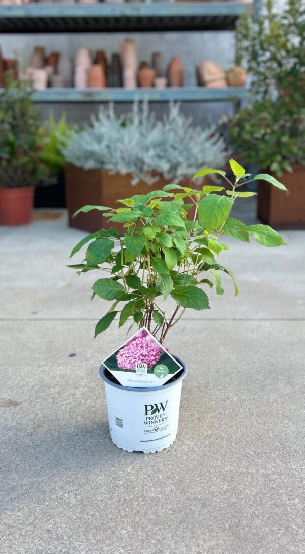 Hydrangea arborescens "Pink Annabelle"